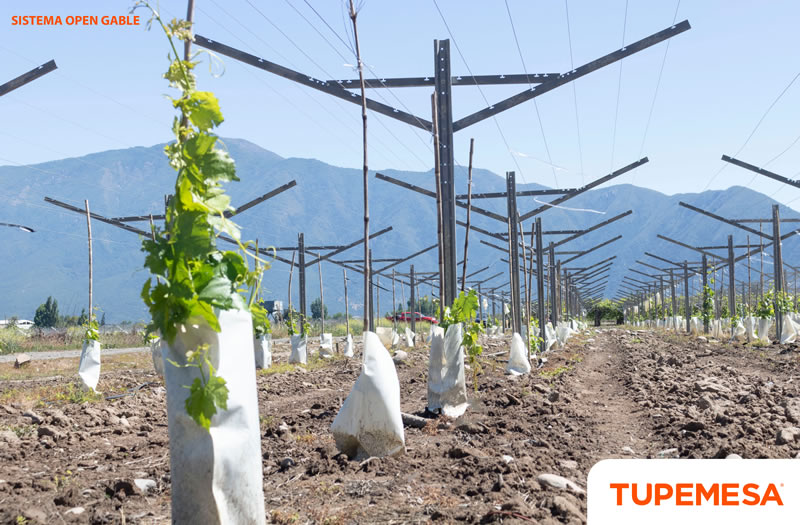 ¿Cómo la tecnología puede ayudar al boom de la agroexportación peruana?