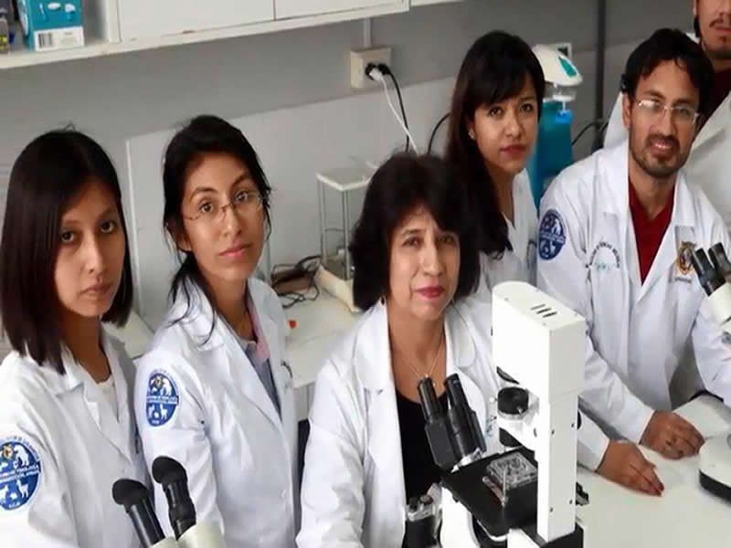 Después de 20 años, UNMSM tendrá laboratorio para clonar alpacas